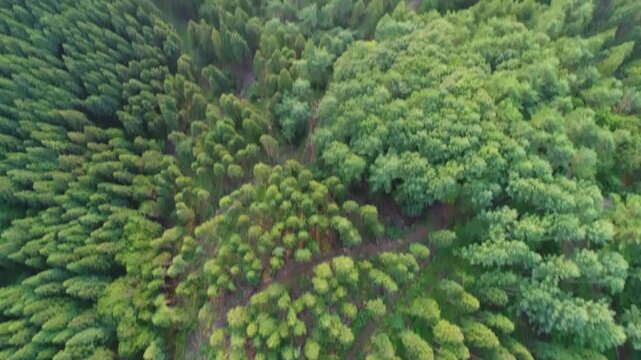 夫神岳付近から望む樹林と朝日と塩田平と浅間山遠望