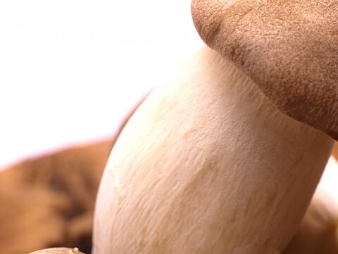 Blue-stemmed oyster mushroom - Edible mushroom	