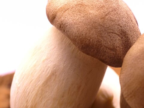 Blue-stemmed oyster mushroom - Edible mushroom	