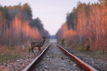 Sarna europejska (Capreolus capreolus) roe deer © Bartosz Rakoczy