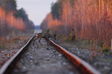 Sarna europejska (Capreolus capreolus) roe deer © Bartosz Rakoczy