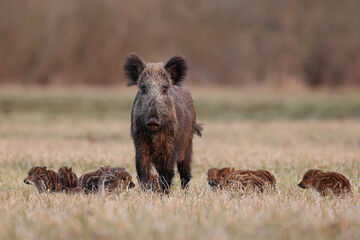 Dzik euroazjatycki, dzik, (Sus scrofa), boar © Bartosz Rakoczy