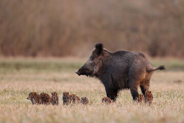 Dzik euroazjatycki, dzik, (Sus scrofa), boar © Bartosz Rakoczy