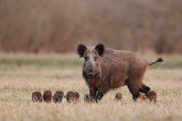 Dzik euroazjatycki, dzik, (Sus scrofa), boar © Bartosz Rakoczy