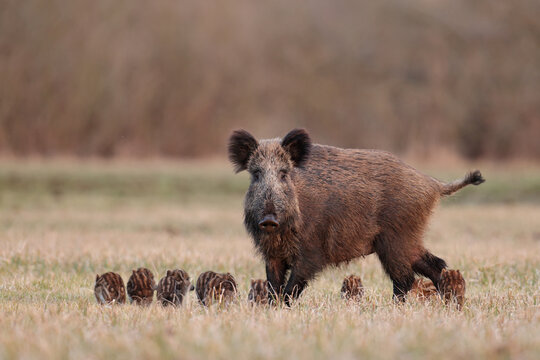 Dzik euroazjatycki, dzik, (Sus scrofa), boar