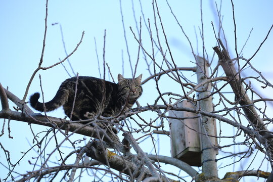 cat on the tree