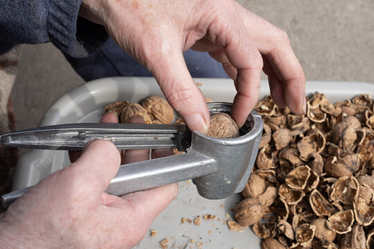 Cracking walnuts with metal nutcracker on tray at home shelling nuts food preparation process