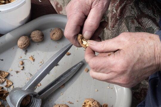 Cracking walnuts with metal nutcracker on tray at home shelling nuts food preparation process