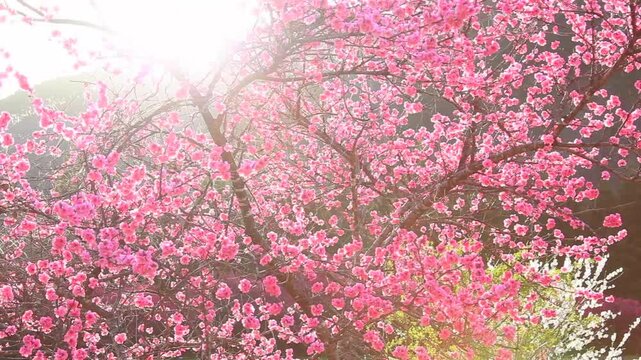 余里の一里花桃と朝の光