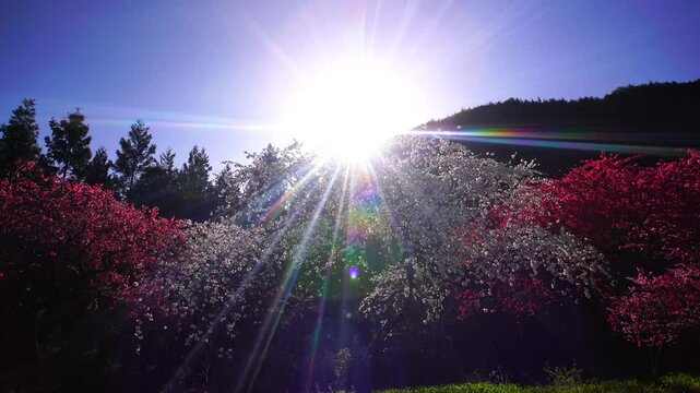 余里の一里花桃と朝の光