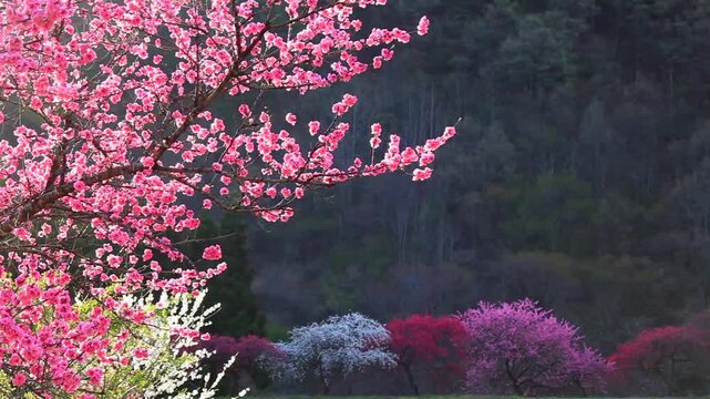 余里の一里花桃と朝の光