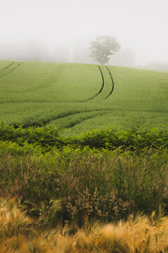 A mature English Oak tree (Quercus robur) on a moody, misty day in the rural farmland and countryside of Fife, Scotland near Aberdour.