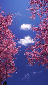 桜（サツマベニ）とわた雲