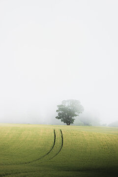 A mature English Oak tree (Quercus robur) on a moody, misty day in the rural farmland and countryside of Fife, Scotland near Aberdour.