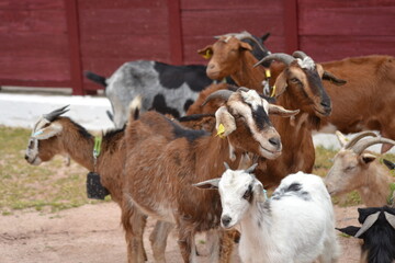 Obraz premium Mixed brown and white goats clustered in a farm yard near red barn for agricultural background and livestock management brochure design