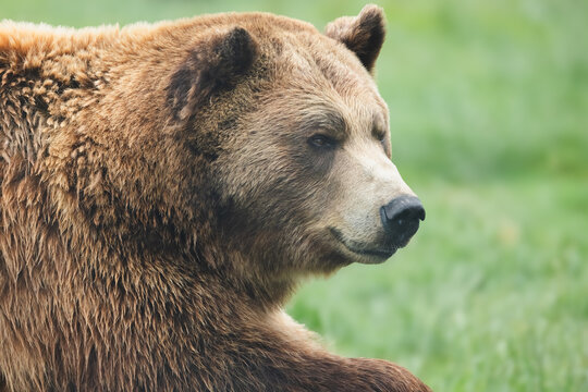 Wildlife portrait of a a mature Eurasian Brown Bear (Ursus arctos arctos).