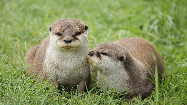 A pair of cute, adorable Asian Short Clawed Otters (Aonyx cinereus) playful in the grass.