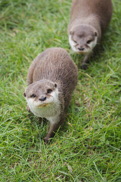 A pair of cute, adorable Asian Short Clawed Otters (Aonyx cinereus) playful in the grass.