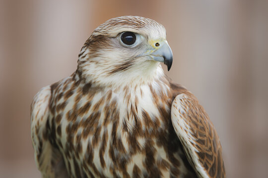 Close-up wildlife portrait of a Saker Falcon (Falco Cherrug).