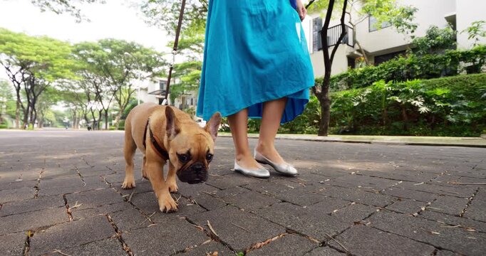 Cautious French Bulldog puppy walk on leash with owner at empty suburban alley, slow motion shot. Young dog holding ears back listening and looking around, pace with funny gait of very young pup.