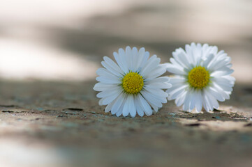 Common daisy Bellis perennis flowers on rusty metal background with soft light © Iva