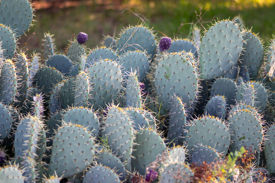 Prickly pear cactus opuntia ficus-indica with ripe purple fruits growing outdoors in natural sunlight and green background