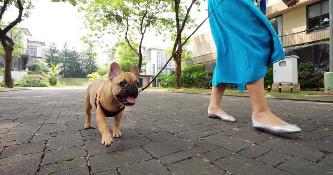 A French Bulldog puppy, leashed, strolls through suburban area with its female owner. Curious and attentive on this hot day, young dog pants with its tongue out. Only legs and dress skirt of owner