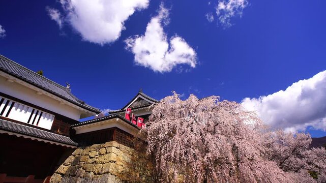 上田城の東虎口櫓門と北櫓とシダレザクラとわた雲