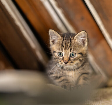 Cute tabby Felis catus kitten sitting against rustic wooden background.