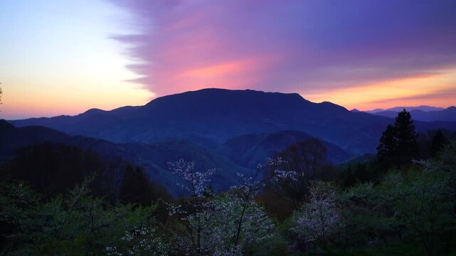 高照山さくらの里の桜と聖山と朝焼け