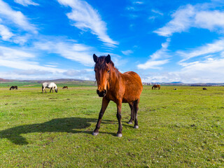 Horse stands on green grass under blue sky with clouds, while other horses graze in the distance during daytime © DSMT