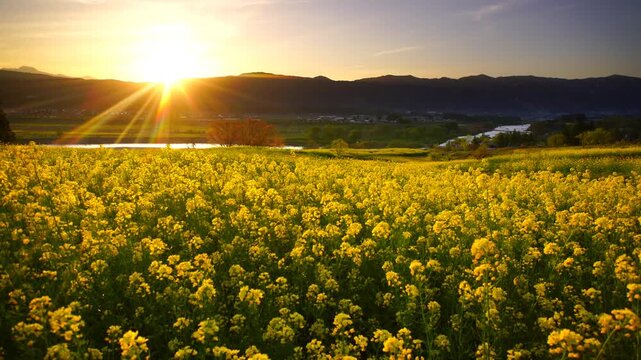 菜の花公園と妙高山と大関橋と鍋倉山の夕景