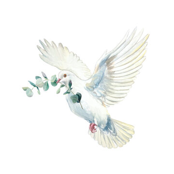 Flying white dove with a green eucalyptus branch in its beak. Hand drawn watercolor illustration, isolated. Suitable for designing cards and invitations for first communions, baptisms and weddings.