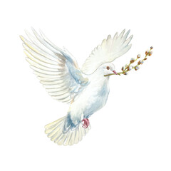 White flying dove with a willow branch in its beak. Hand drawn watercolor religious illustration isolated for card and invitation design for Easter, Palm Sunday, First Communion and Baptism.