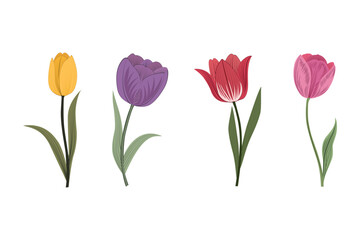 Obraz premium A colorful tulip flower set illustration