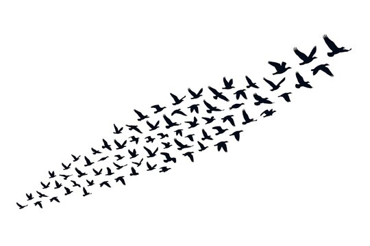 Bird flock 