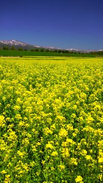 道の駅付近の菜の花畑と鍋倉山などの山並み