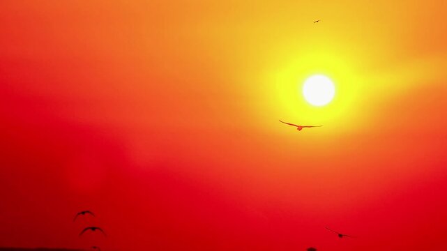 Seagulls soar across the bright orange sky at sunset, their shadows contrasting with the illuminated sunlight, capturing the atmosphere of Bang Pu coastline&mdash;the freedom and natural movement in the wa