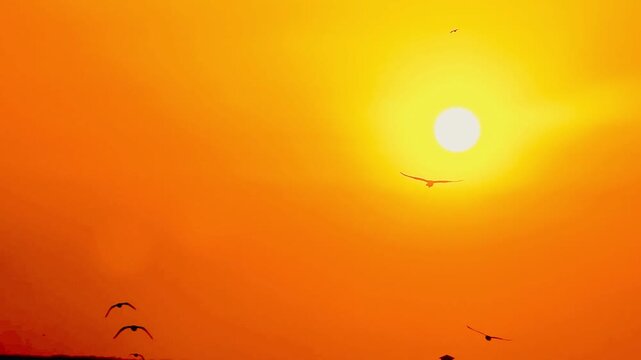 Seagulls soar across the bright orange sky at sunset, their shadows contrasting with the illuminated sunlight, capturing the atmosphere of Bang Pu coastline&mdash;the freedom and natural movement in the w