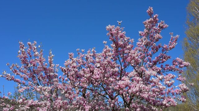 Magnolia Tree with Pink Blossoms Under Clear Blue Sky in Spring