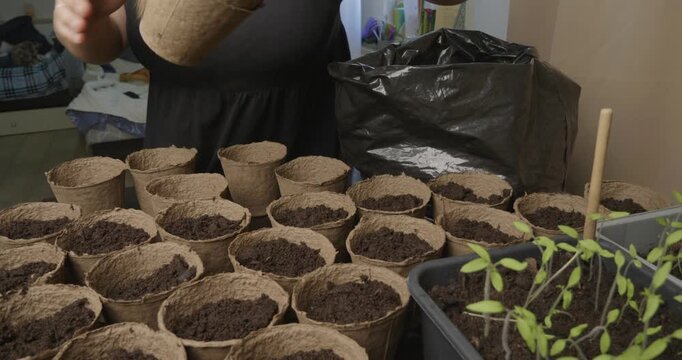 Gardener preparing biodegradable peat pots by filling them with soil, getting ready to transplant young tomato seedlings as part of her indoor gardening hobby and organic farming practices.