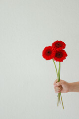 Red gerbera flowers held against clean white background, minimal floral composition, gift and celebration concept, modern aesthetic for greeting and design use. © Liliia