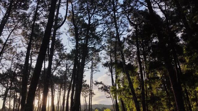 Aerial view of tall trees casting long shadows, sunlight filtering through the dense canopy, creating a scene of natural beauty, Arouca, Portugal.