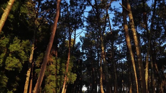 Aerial view of the towering trees creating a dense canopy against the bright blue sky, a vivid contrast of greens and browns, Arouca, Portugal.