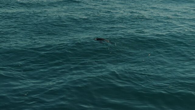 Nerpa with fishing net around its neck swims under clear blue seawater and emerges to surface. Close-up.