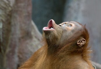 Sumatran orangutan  © Hana
