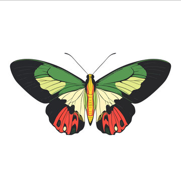 simple vector Queen Alexandras birdwing clipart illustration white background vector art style simple design flat illustration no shadows