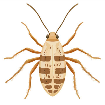 simple vector springtail clipart illustration white background vector art style simple design flat illustration no shadows