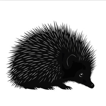 black silhouette echidna on a white backgrounk vector