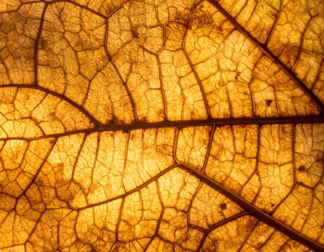 Macro de red de venas de hoja seca con luz de fondo